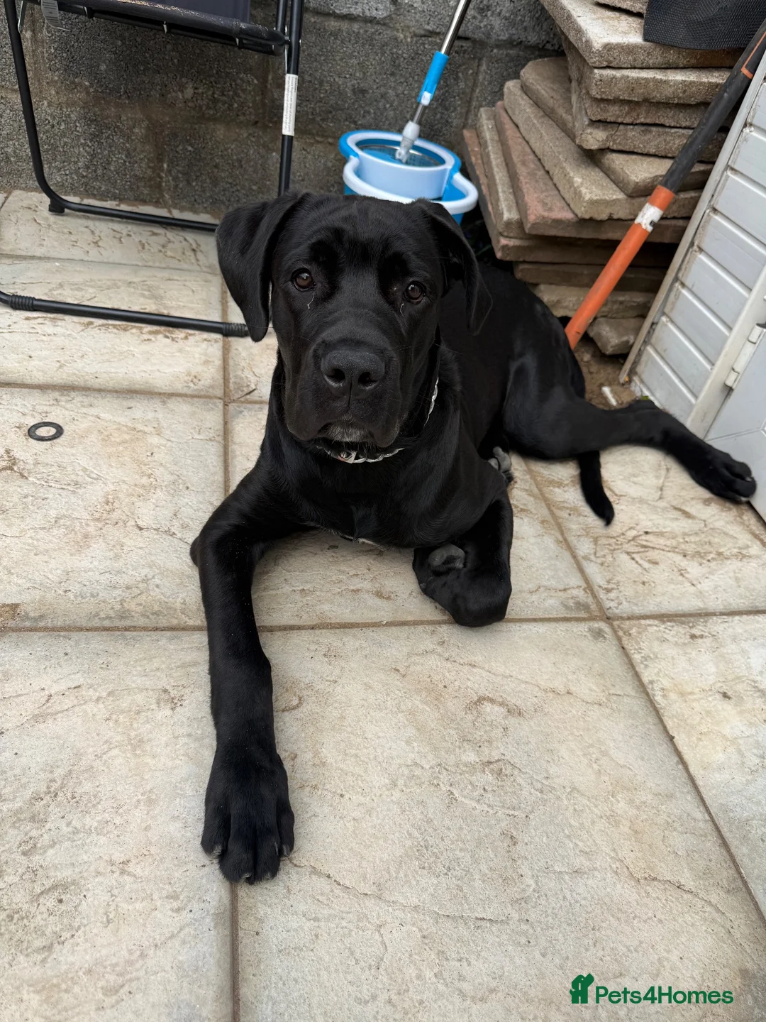 Cane Corso dogs for sale: Cane Corso  in Port Talbot - Advert 2