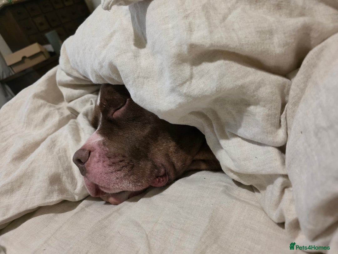 Mixed Breed dogs for sale: Staff x american bulldog looking for forever home - Image 3