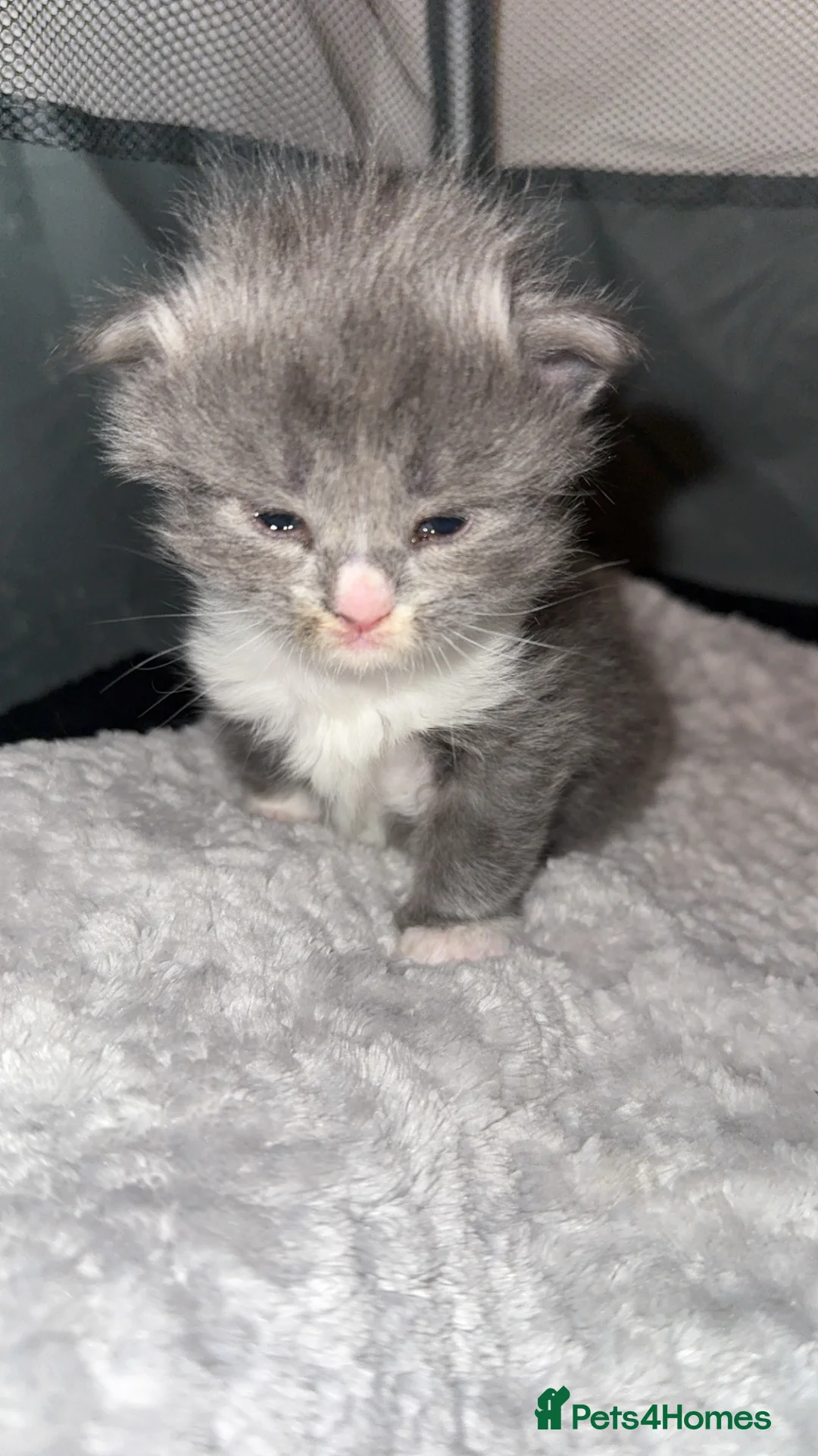 Mixed Breed cats for sale: Persian blue Russian & Tabby - Advert 17