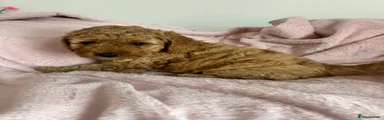 Cockapoo 2
