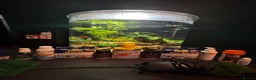 Barbs fish for sale: Full tropical setup with live plants and fish - Advert 2
