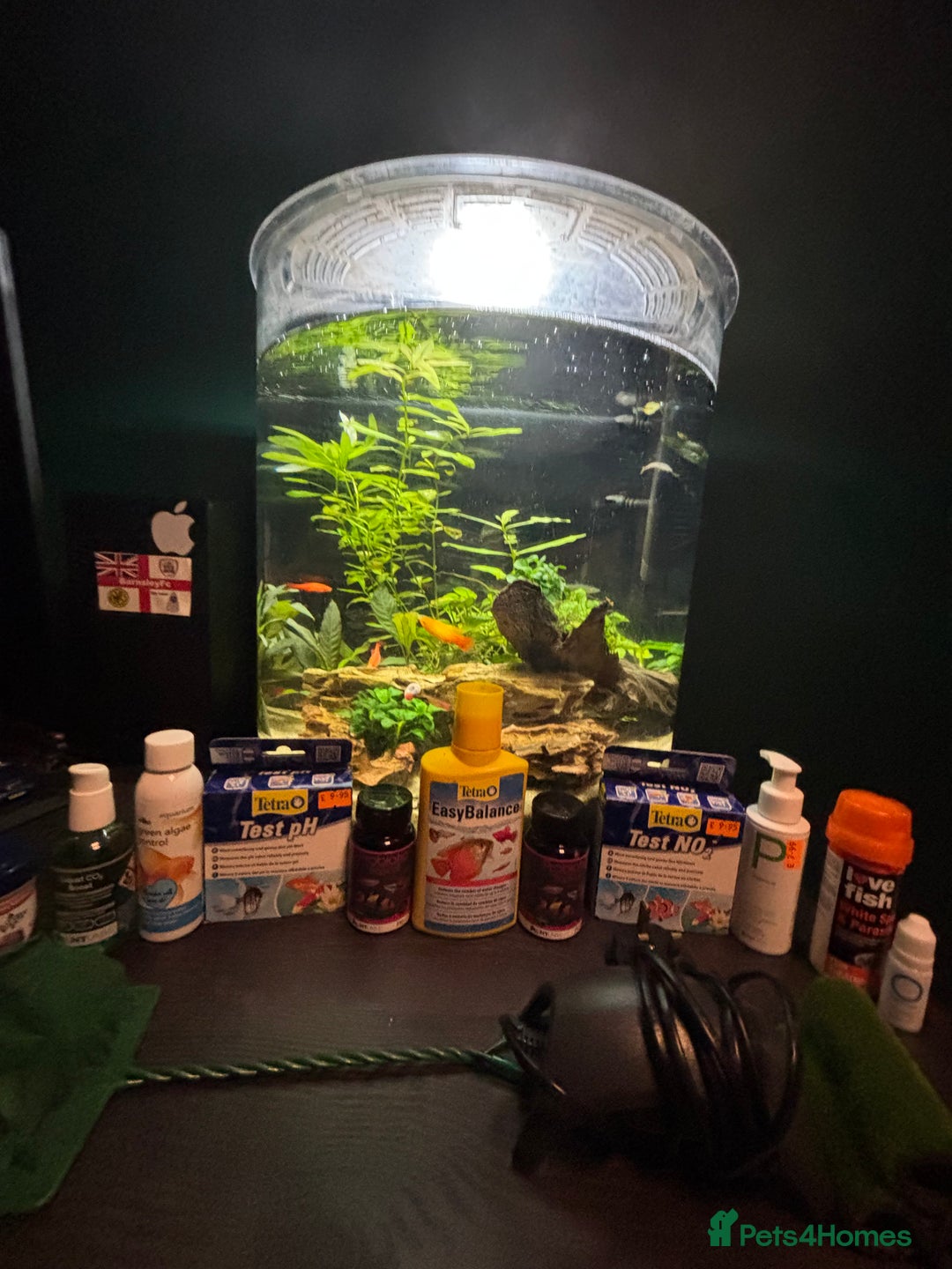 Barbs fish for sale: Full tropical setup with live plants and fish - Advert 2
