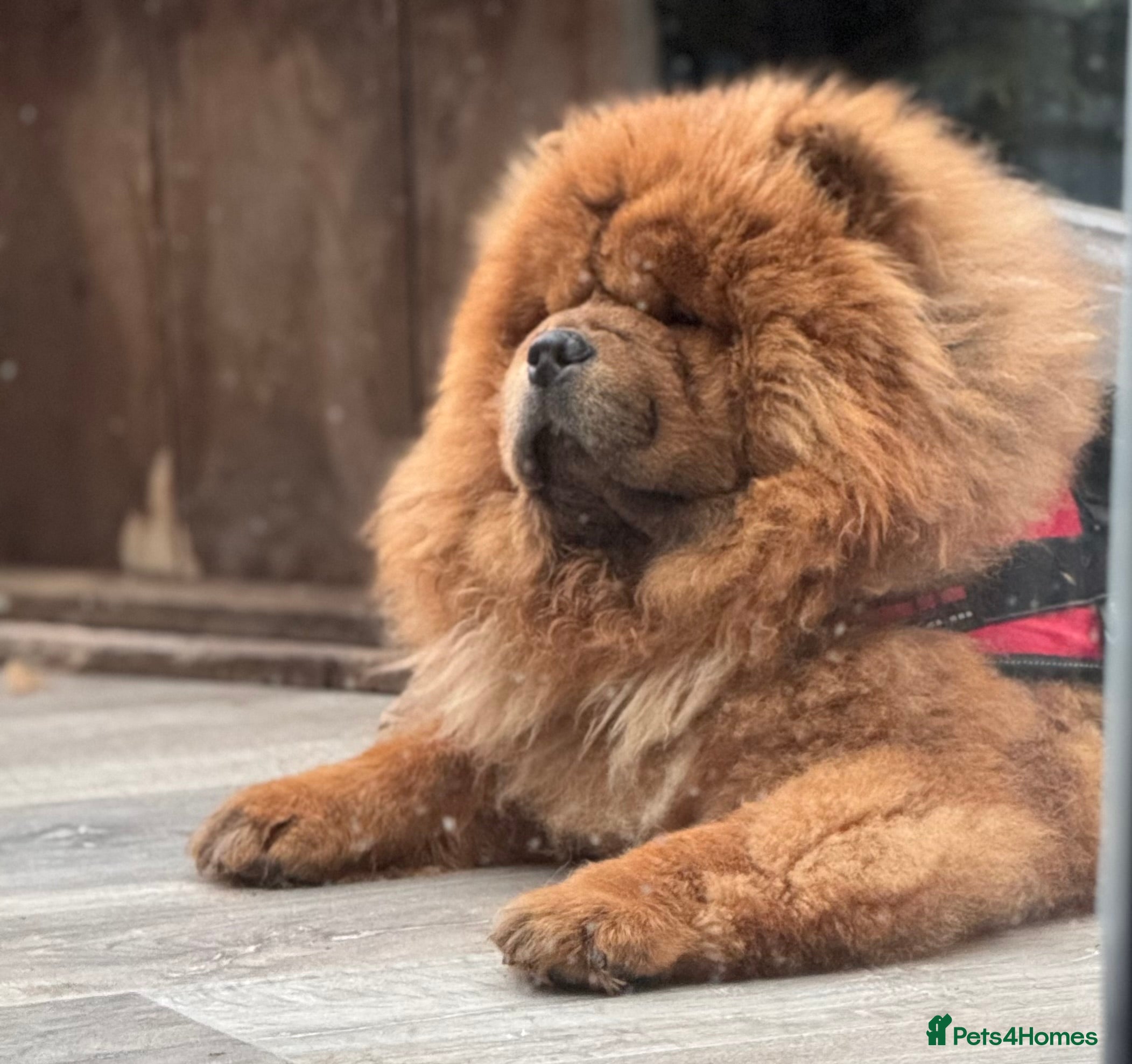 Chow Chow dogs Welcome to our superb stud team  - Advert 5