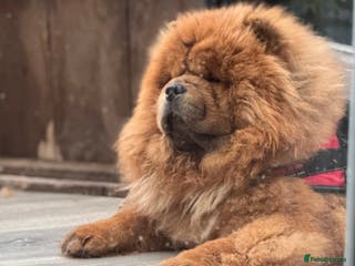 Chow Chow dogs Welcome to our superb stud team - Advert 5