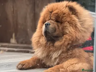 Chow Chow dogs Welcome to our superb stud team - Advert 7