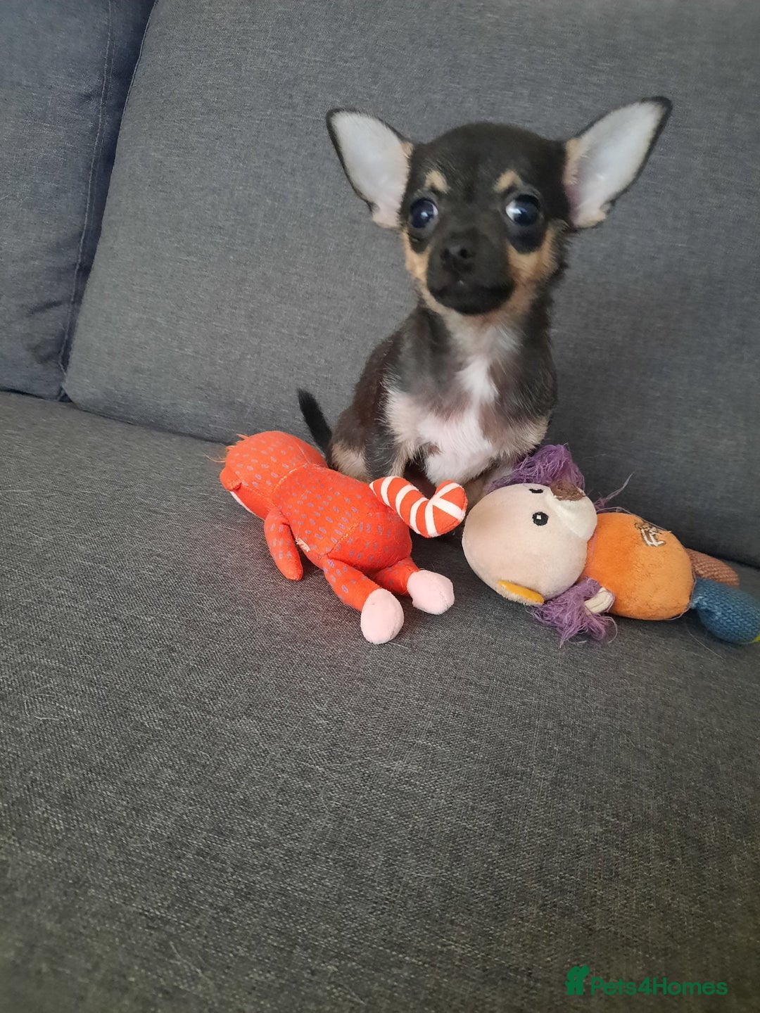 Chihuahua dogs for sale: Chihuahuas lovely puppies! - Image 6