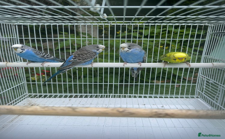 Budgerigars birds - Advert 16
