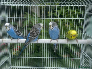 Budgerigars birds - Advert 19