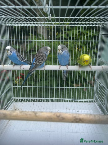 Budgerigars birds - Advert 9