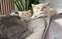 British Shorthair cats for sale: 🏆 BLOODLINE.. BEAUTIFUL CREAM BSH KITTENS - Image 1