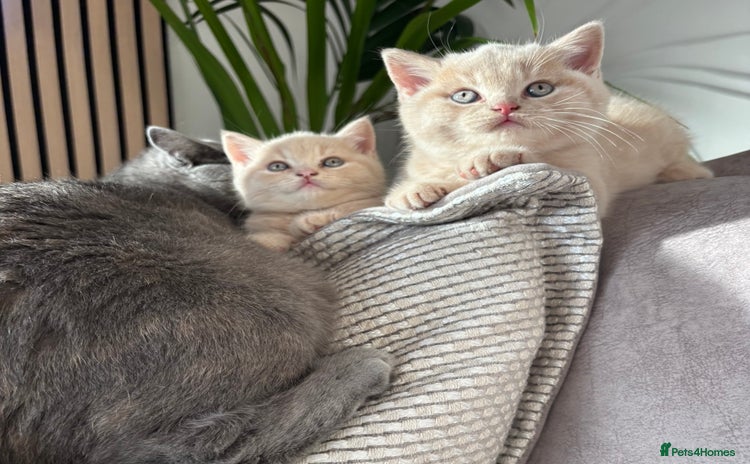 British Shorthair cats - Advert 16