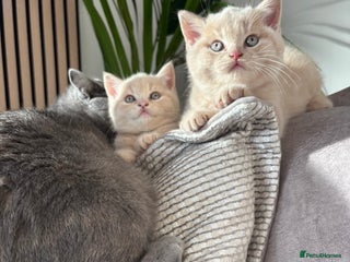 British Shorthair cats - Advert 6