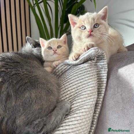 British Shorthair cats - Advert 6