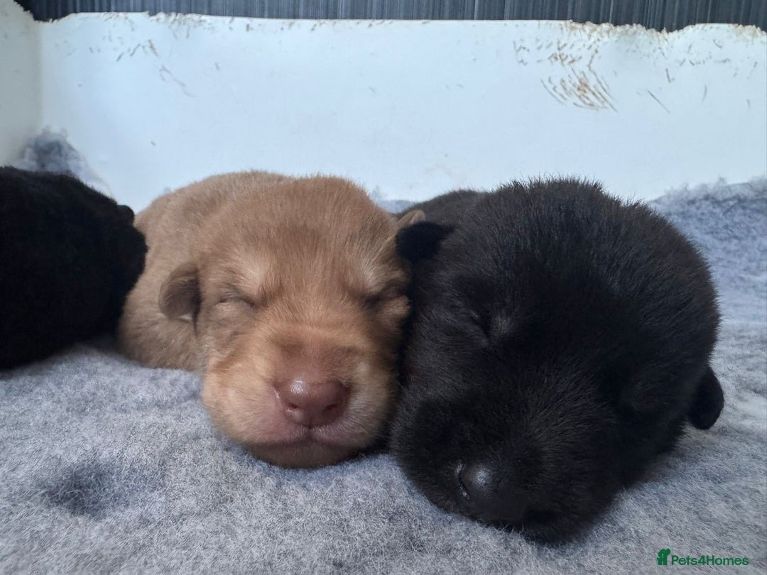 German Shepherd dogs for sale: Stunning German Shepherd X Puppies  - Advert 14