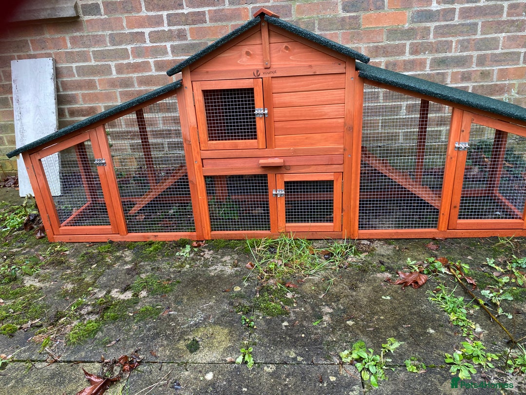 Mini Lop rabbits for sale: 2 sweet bonded mini lop sisters £25 each. - Advert 7