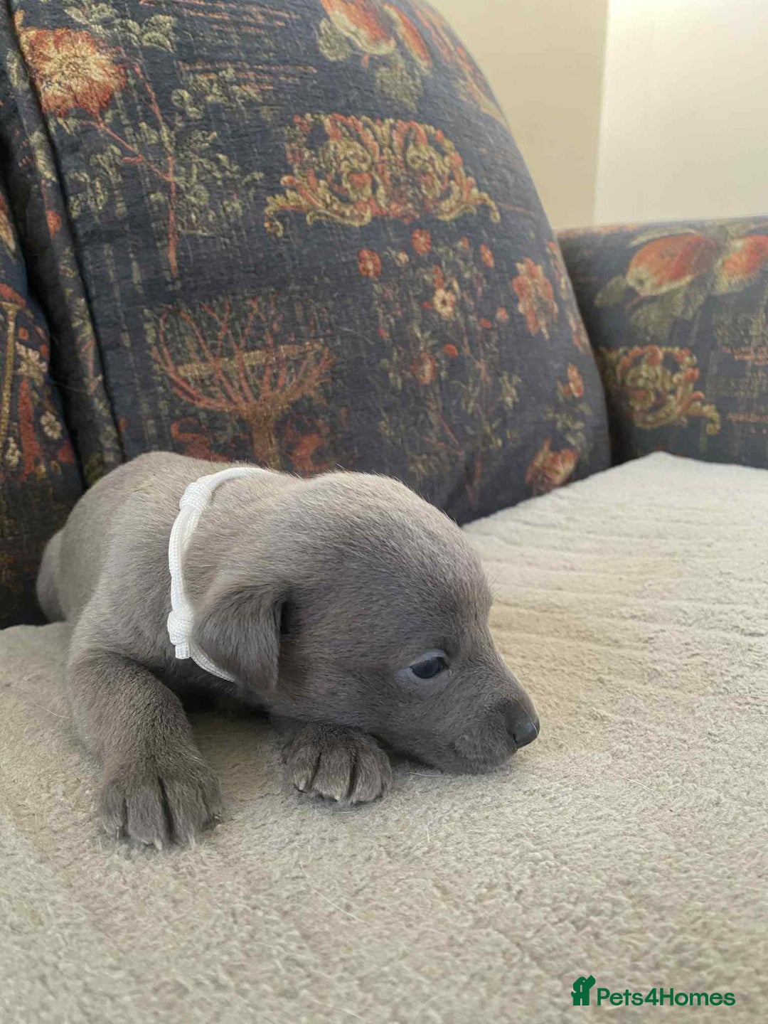 Whippet dogs for sale: 4 beautiful whippet puppies - Advert 6