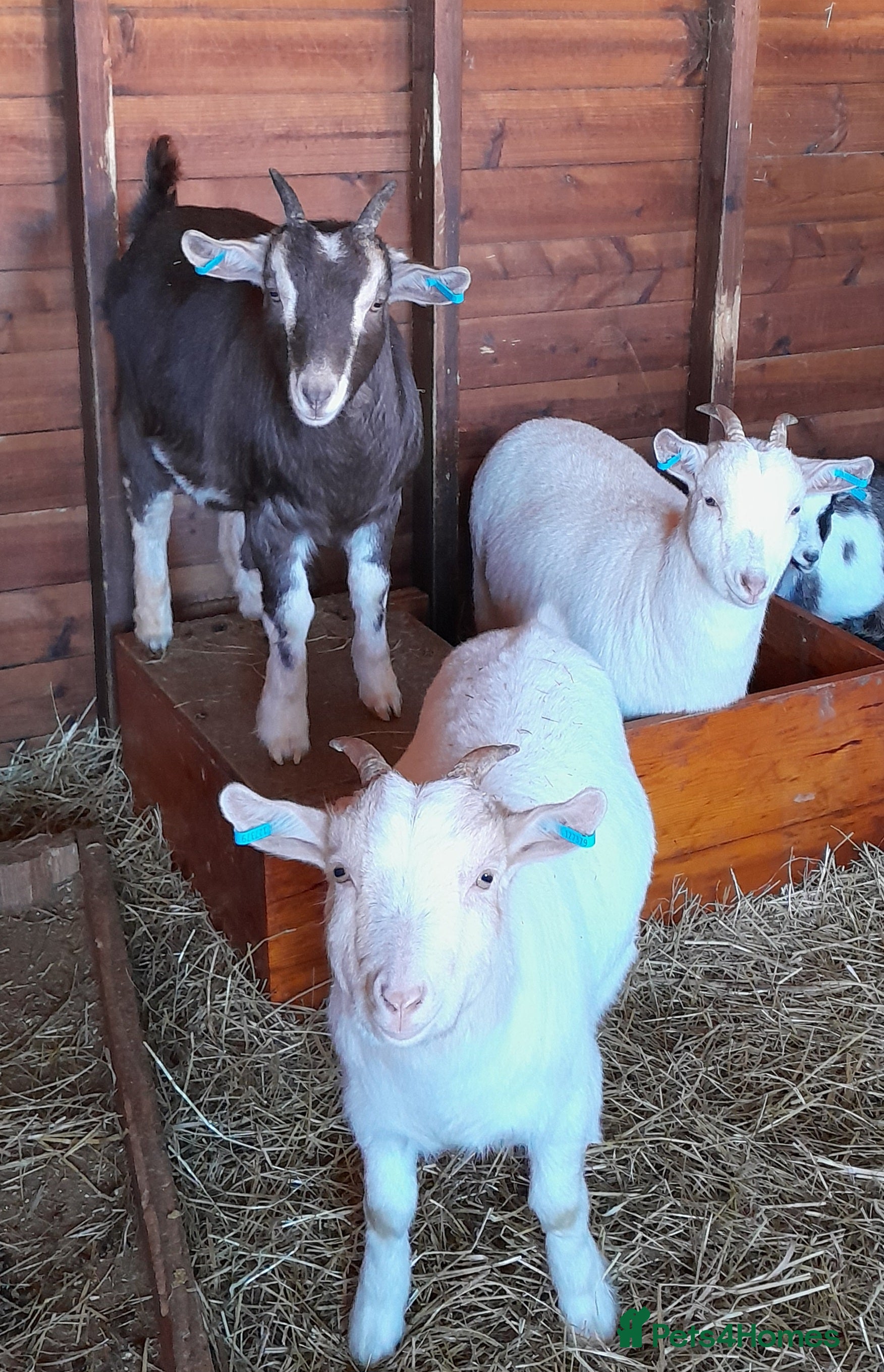 Goats livestock Pygmy cross goats - Advert 3