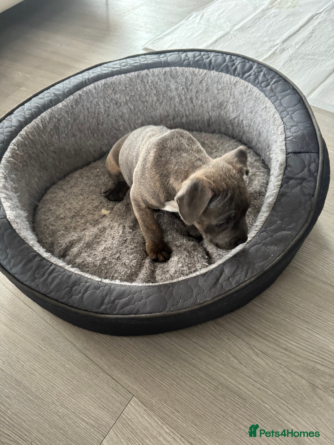 Staffordshire Bull Terrier dogs for sale: KC Reg  boy staff puppy for sale  - Image 3
