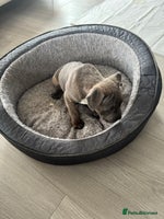 Staffordshire Bull Terrier dogs - Advert 2