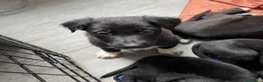Mixed Breed Puppy 8