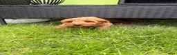 Cavapoo dogs for sale: Puppies ready to leave to their new loving homes - Advert 7