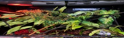Chameleon reptiles for sale: Male Yemen Chameleon and tank  - Advert 2