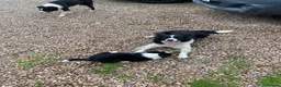 Border Collie dogs for sale: Border collie puppy ready now - Advert 5
