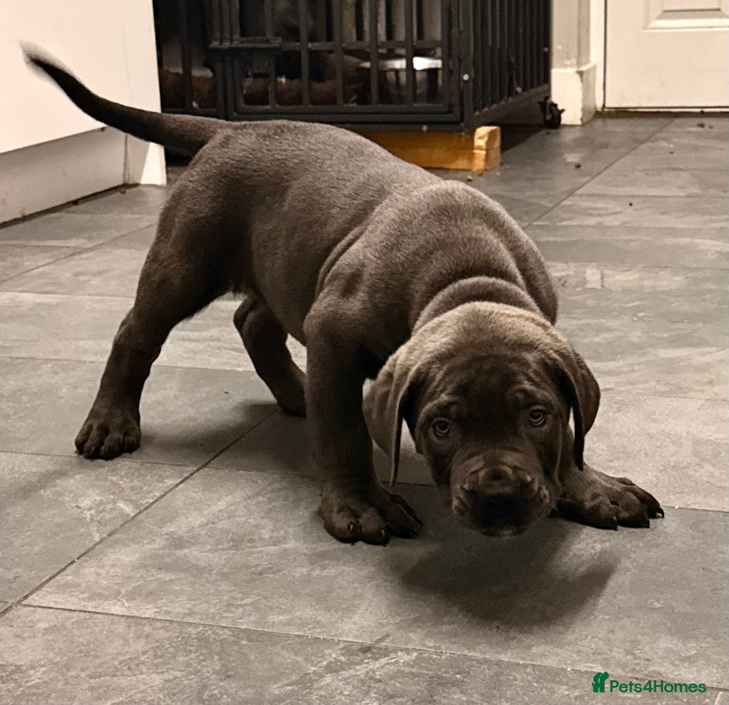 Cane Corso dogs Exceptional, Champion Bloodline Cane Corso Puppies - Advert 1