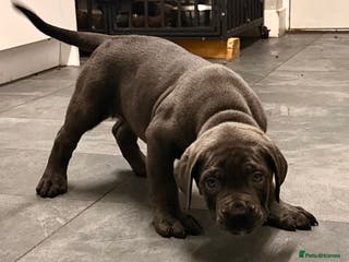 Cane Corso dogs Exceptional, Champion Bloodline Cane Corso Puppies - Advert 1
