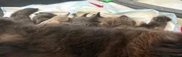 Chow Chow dogs for sale: 18 day old puppies 🩷🩷🩷💙🩷🩷🩷 - Advert 10