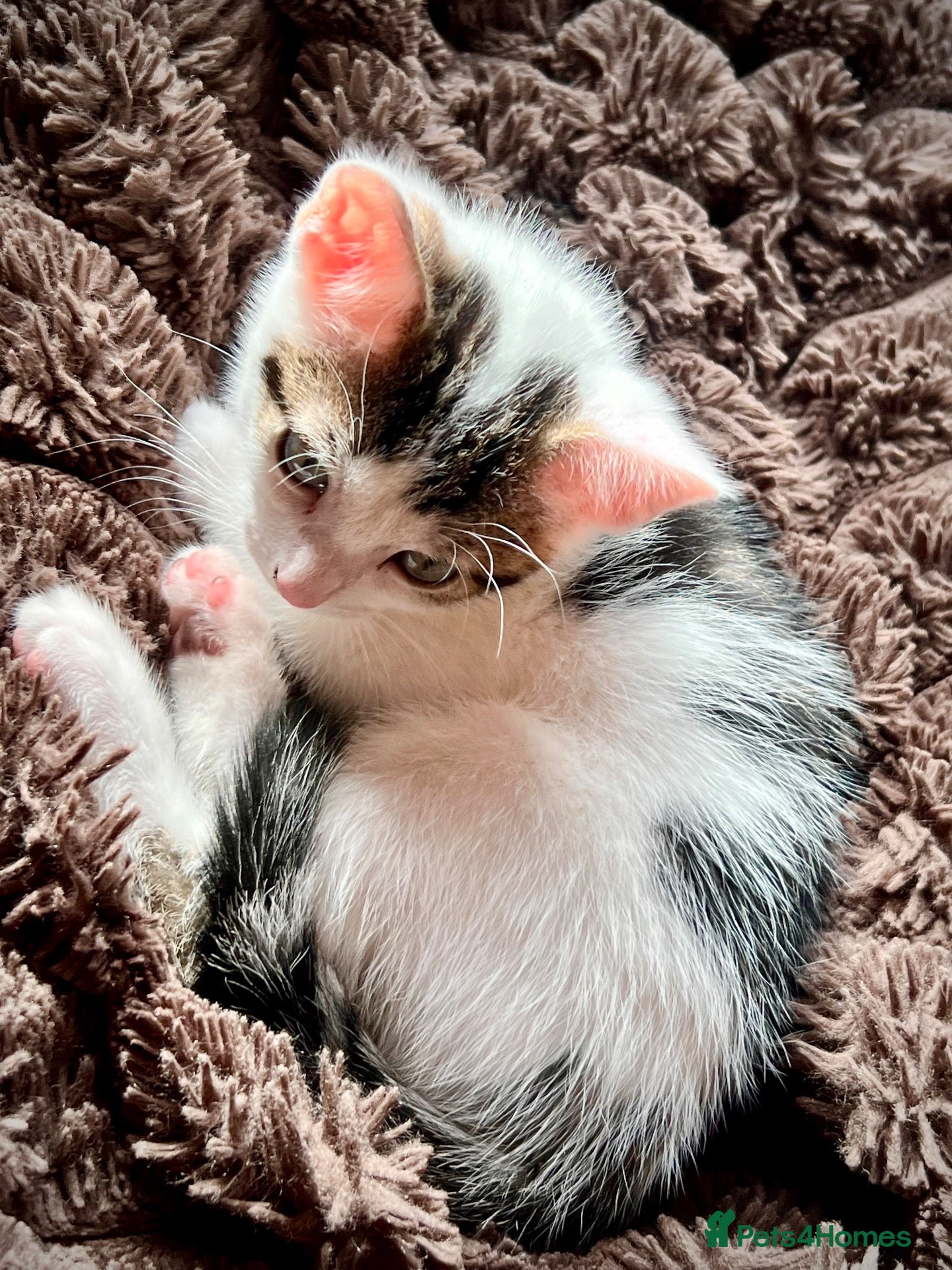 Mixed Breed cats Male Kittens - Ready to Go £130 - Advert 2