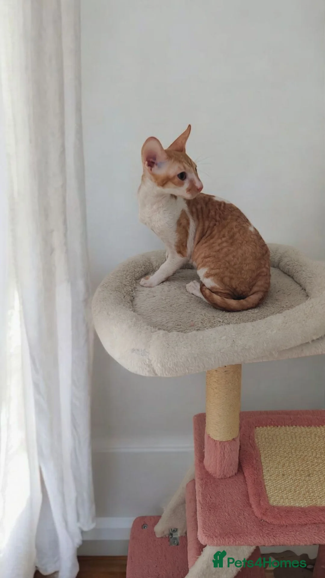 Cornish Rex cats for sale: Cornish Rex Kitten Ready for his new  home! - Advert 15