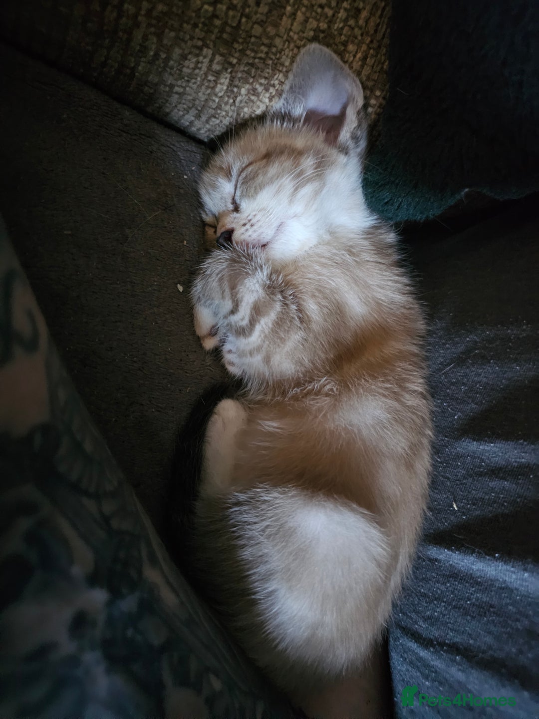 Mixed Breed cats for sale: Adorable kittens for sale - Advert 37