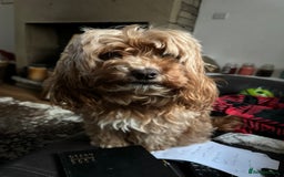 Cockapoo dogs for sale: Adult red cockapoo  - Image 4