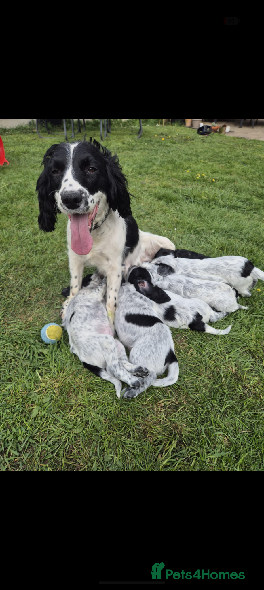 English Springer Spaniel dogs 6 gorgeous spaniel puppies for sale  - Advert 1