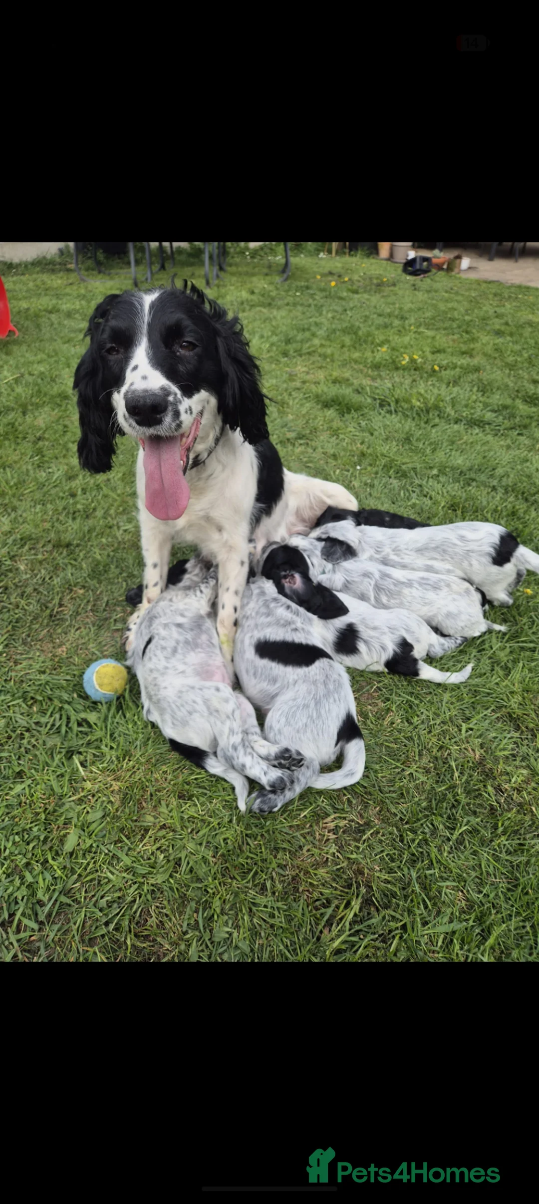 English Springer Spaniel dogs for sale: 6 gorgeous spaniel puppies for sale  - Advert 1