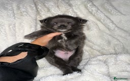 Chihuahua dogs for sale: chihuahua pups for sale  - Image 6