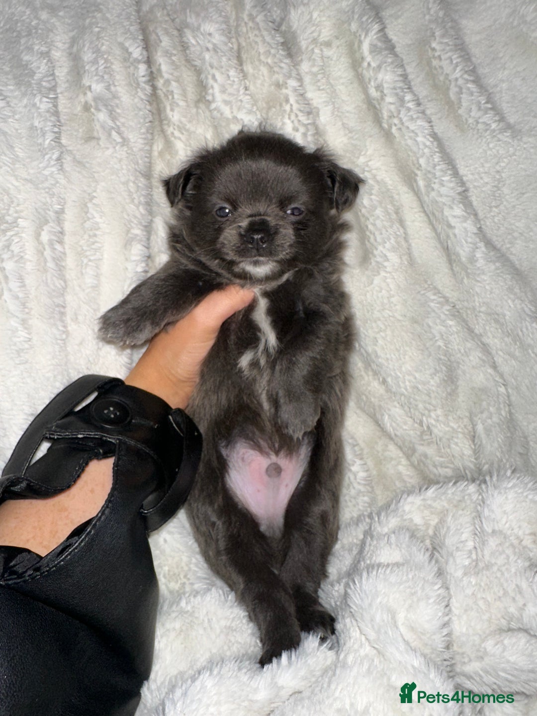 Chihuahua dogs for sale: chihuahua pups for sale  - Image 6