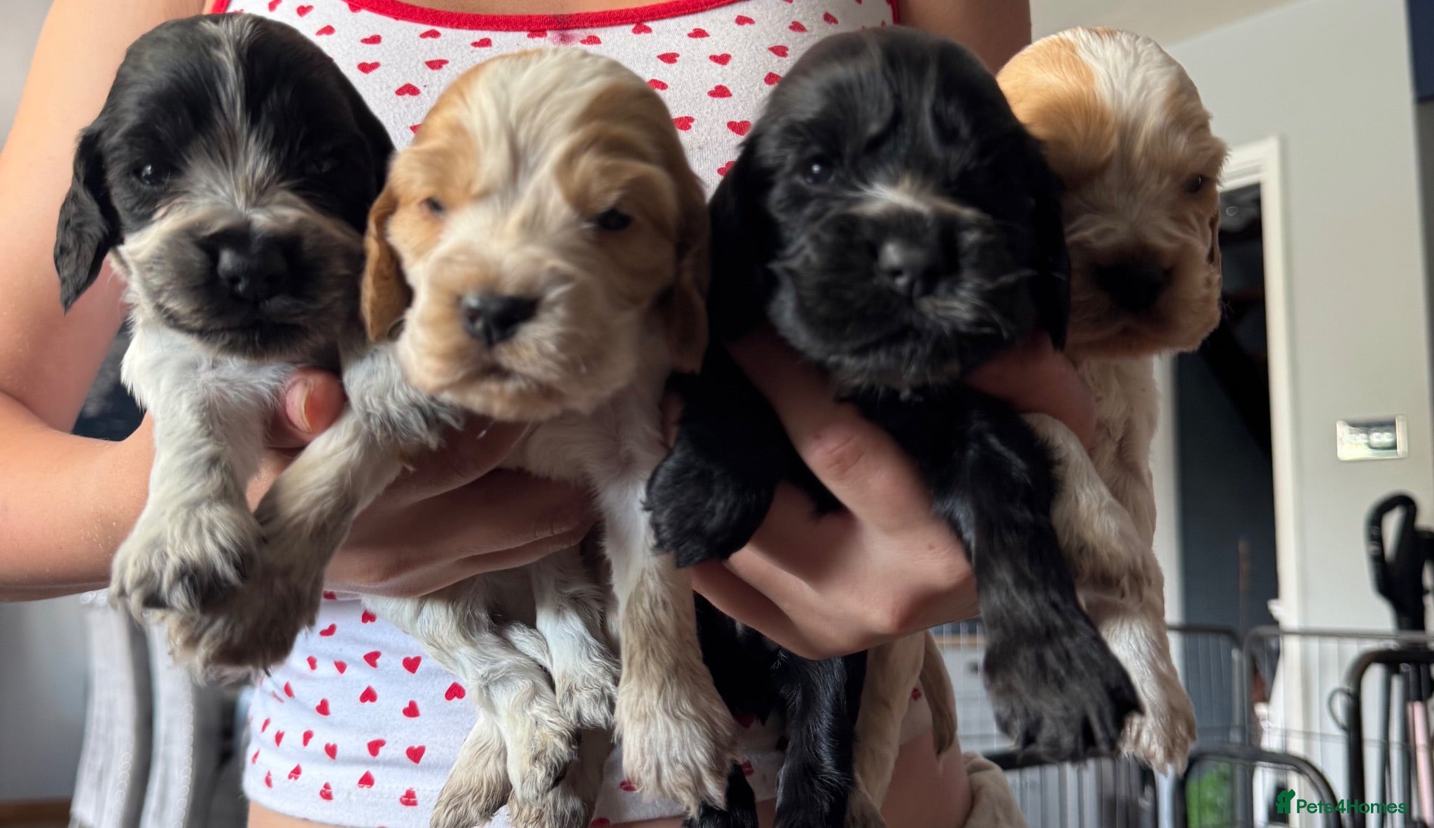 Cocker Spaniel dogs 🧬Beautiful Show Type Cocker Spaniel Puppies🧬 - Advert 2