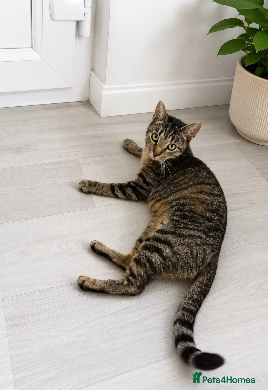 Mixed Breed cats for sale: 6 beautiful Kittens looking for loving home's - Advert 7