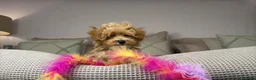 Maltipoo dogs for sale: OAKWELL RETRIEVERS ON INSTAGRAM  - Advert 25