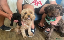Cavapoo dogs for sale: ONLY our clever little Ricki left!  - Image 10