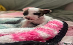 Jack Russell dogs for sale: Stunning Miniature Jack Russell Puppies!!! - Image 2