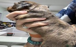 Miniature Dachshund dogs for sale: Beautiful long haired dapple girl  - Image 4