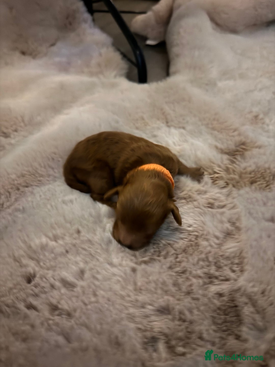 Cockapoo dogs for sale:  F1b Miniature Cockapoo Puppies fox red colour  - Advert 9