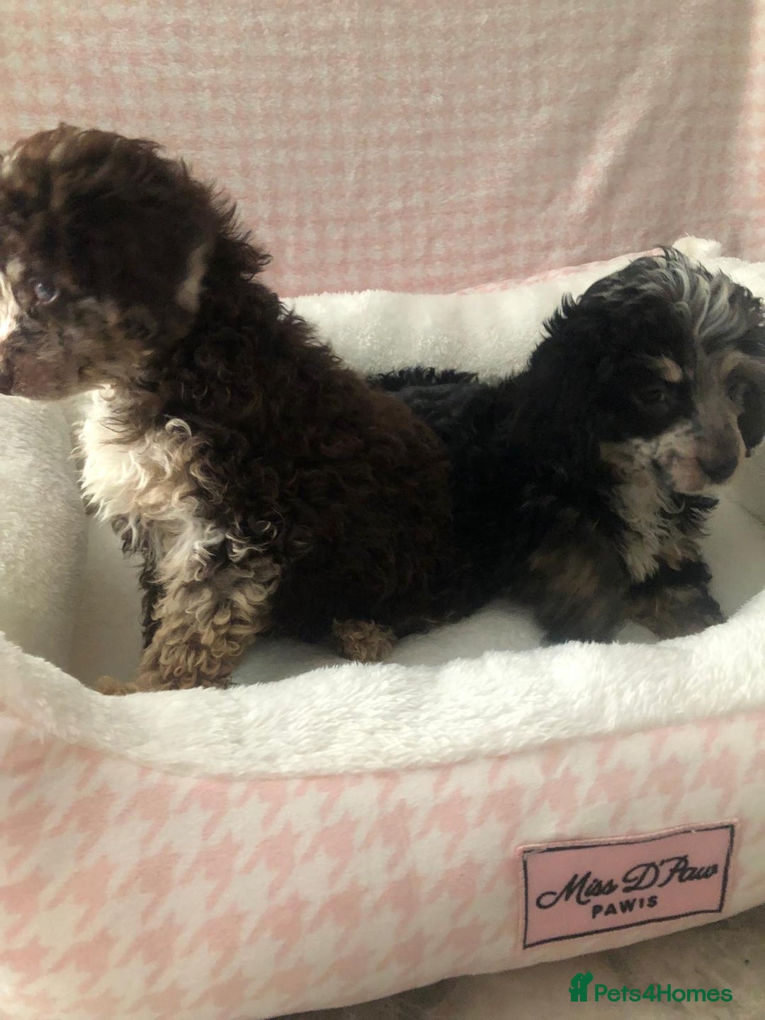 Miniature Poodle dogs for sale: ❤️🐶beautiful Merle miniature poodles girls🐶❤️ - Image 10