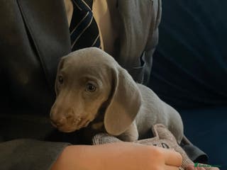 Miniature Dachshund dogs Miniature Dashshund Puppy - Advert 12