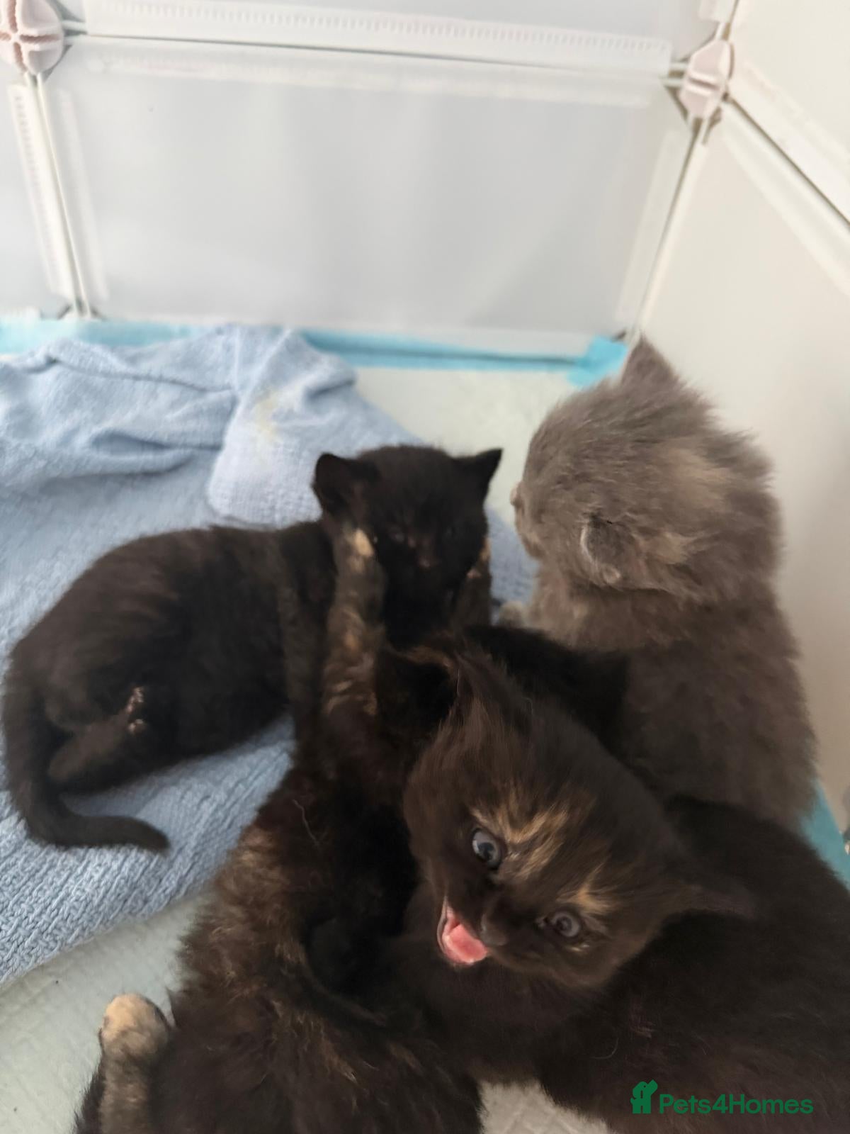 Mixed Breed cats 4 beautiful kittens for sale  - Advert 15