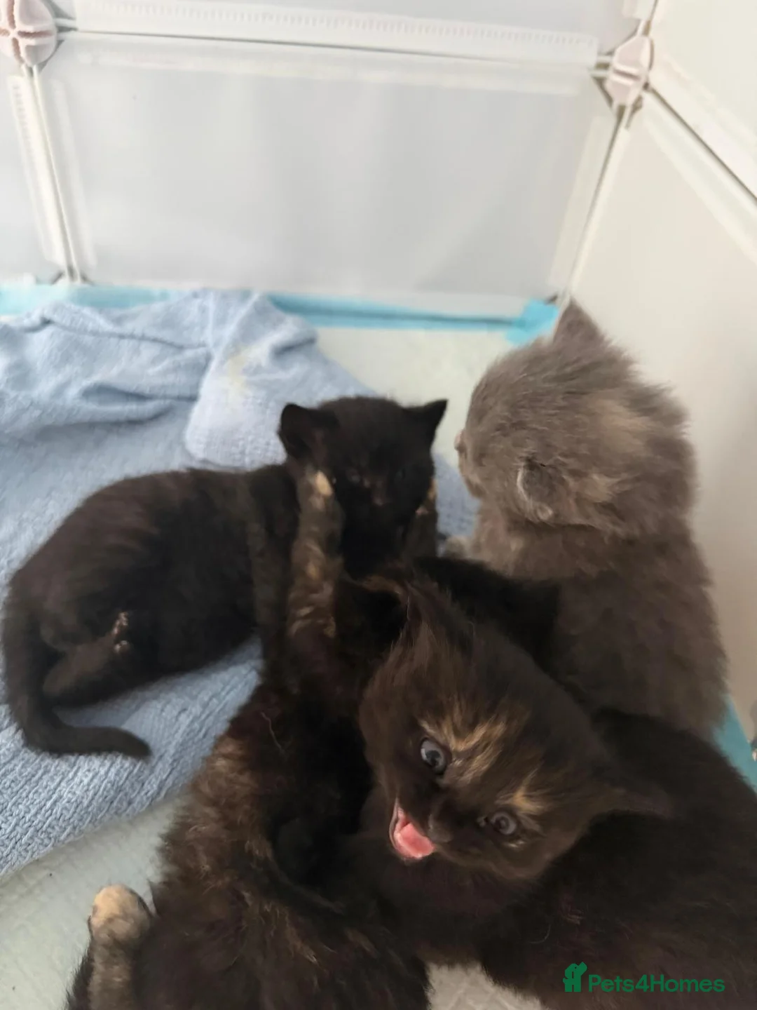 Mixed Breed cats for sale: 2 beautiful kittens for sale  - Advert 1