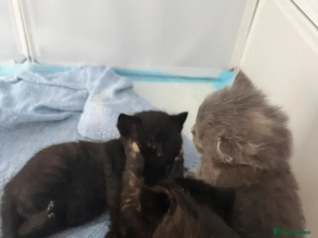 Mixed Breed cats 2 beautiful kittens for sale - Advert 4